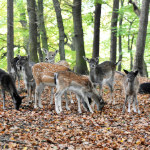 Programmpaket WILDPARK WIEHL &ndash; Klassenfahrt Panarbora in Waldbr�l von Jugendtours