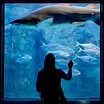 Programmpaket INSEL FEHMARN – Klassenfahrt Weissenhuser Strand und Hamburg von Jugendtours