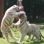Programmpaket SAFARI IM SERENGETI-PARK – Klassenfahrt Holiday Camp und Heide Park Soltau von Jugendtours