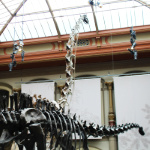 Programmpaket NATURKUNDEMUSEUM BERLIN – Klassenfahrt Ponywoche in Gro Briesen von Jugendtours