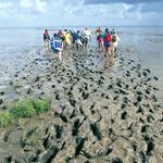 Programmpaket WATTWANDERUNG – Klassenfahrt Ostseefjord Schlei von Jugendtours