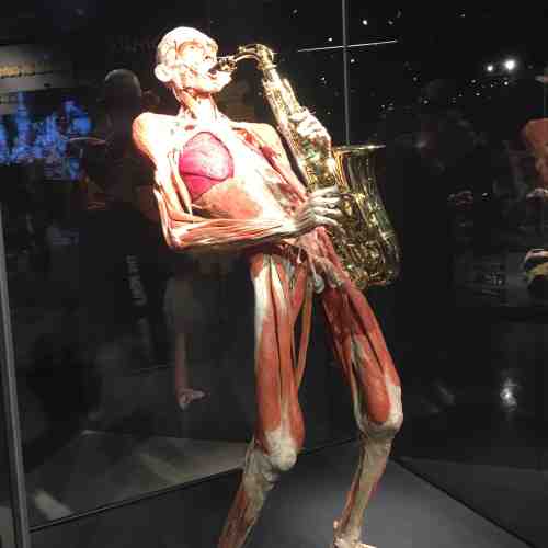 Ausstellung Body Worlds