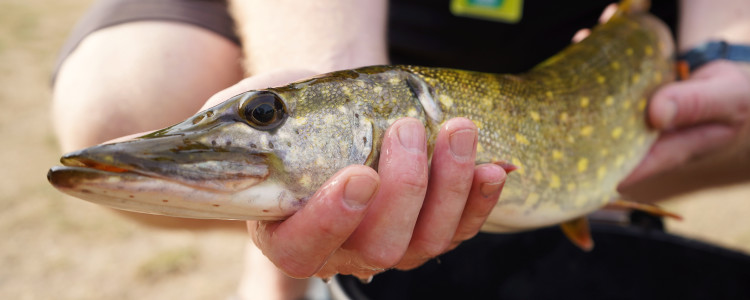 Angelcamp Mecklenburger Seenplatte jetzt buchen! Angelcamp Mecklenburger Seenplatte jetzt buchen!