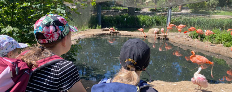 Englisch-Ferien Limbach Oberfrohna jetzt buchen!