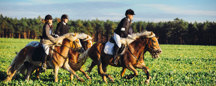 Reiterferien Kattien/Lüneburger Heide jetzt buchen!